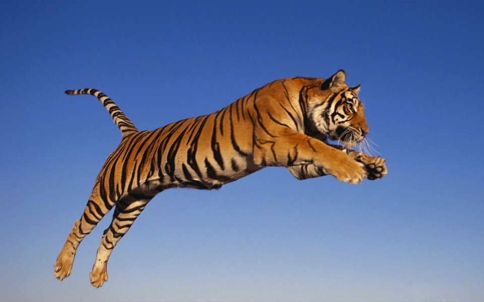 Download Tiger HD 4K iPhone Mobile Desktop Photos 1920x1080 Wallpaper -  