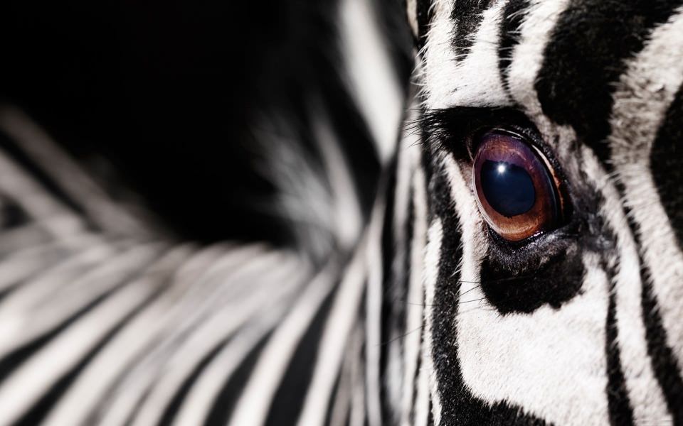 Download Zebras 5K 2021 For Mobile Mac wallpaper