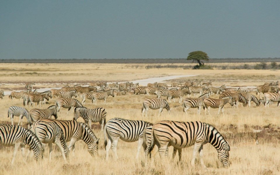 Download Zebras Etosha Park Namibia 4K wallpaper