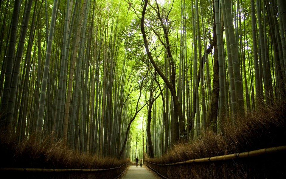 Download Arashiyama Bamboo Forest HD 5K 2020 wallpaper
