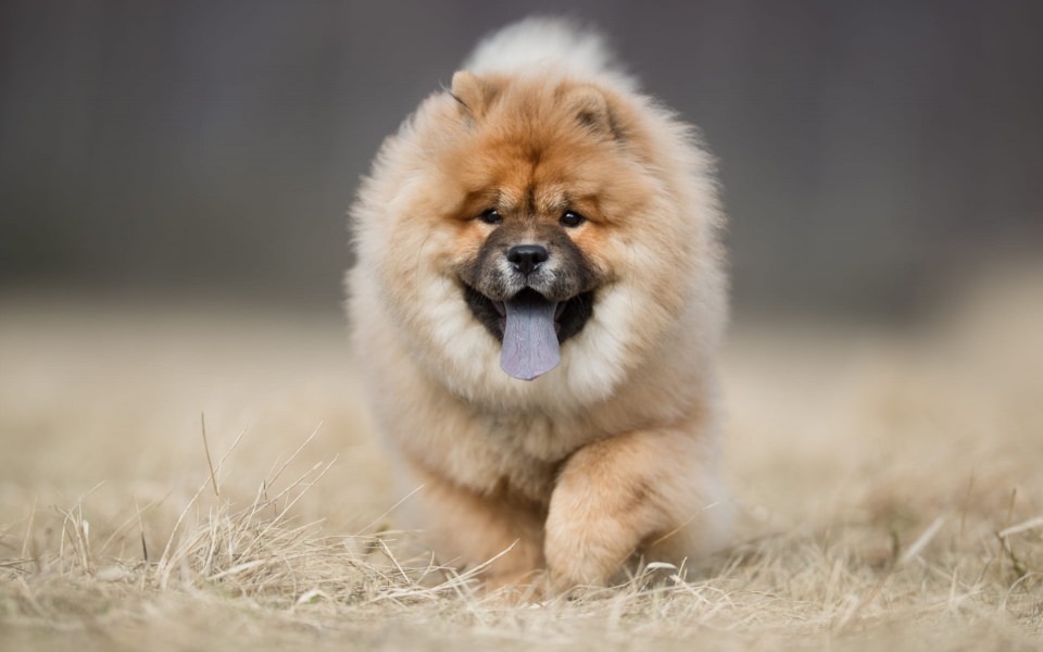 Download Chow Chow 4K HD PC Mobile wallpaper