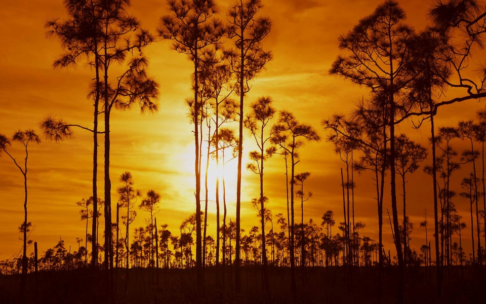 Download Everglades National Park Wallpaper Free To Download For iPhone Mobile wallpaper