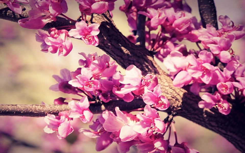 Download Sakura Flower 1920x1080 4K HD iPhone wallpaper