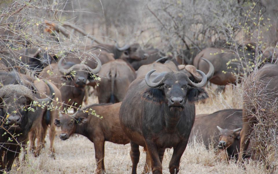 Download African Buffalo 4K Ultra HD Background Photos wallpaper
