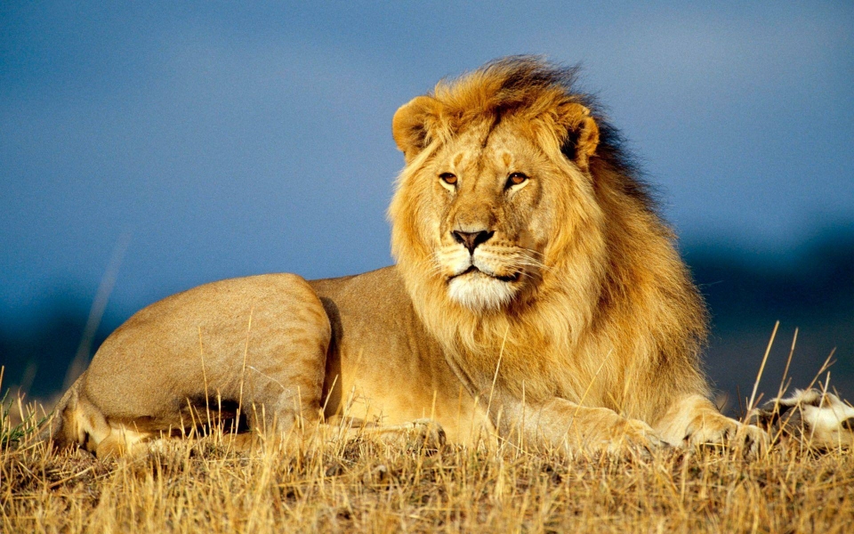 Download African Lion King 4K 5K 8K HD Display Pictures Backgrounds Images wallpaper