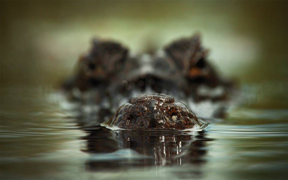 Download Alligator 4K Ultra HD Wallpapers For Android wallpaper