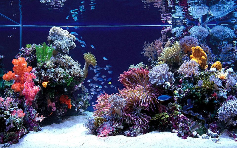 Download Aquarium 4K 8K Free Ultra HQ iPhone Mobile PC wallpaper
