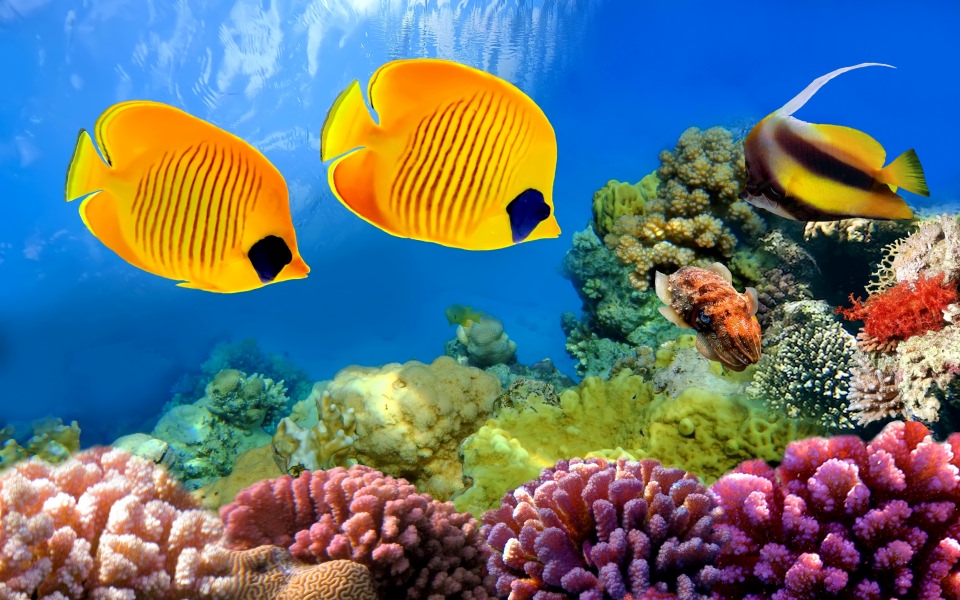 Download Aquarium New Photos Pictures Backgrounds wallpaper