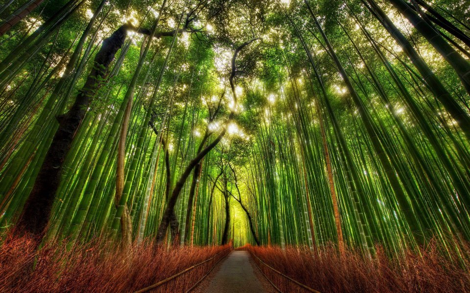 Download Arashiyama Bamboo Forest 4K Ultra HD wallpaper