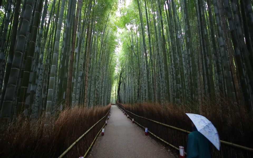 Download Arashiyama Bamboo Forest DP Background For Phones wallpaper