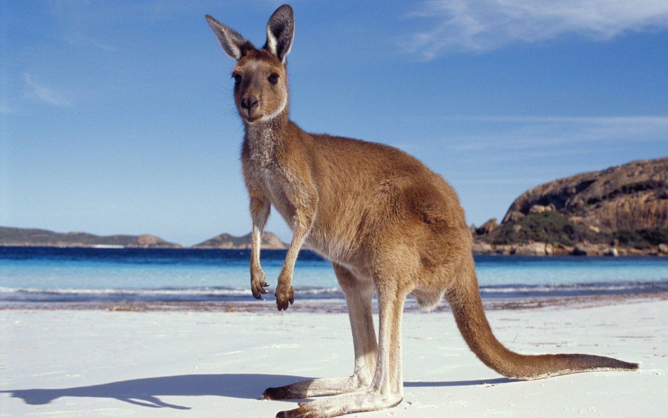 Download Baby Kangaroo 3D HD wallpaper