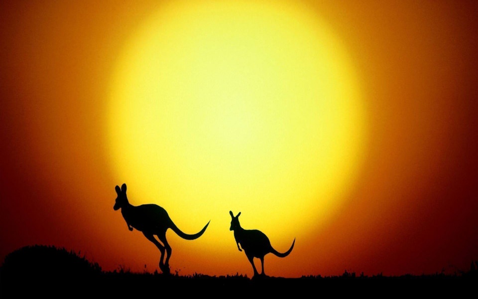 Download Baby Kangaroo 4K Ultra HD Background Photos wallpaper