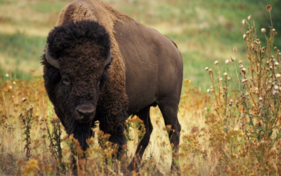 Download Bison 4K 5K 8K HD Display Pictures Backgrounds Images For WhatsApp Mobile PC wallpaper