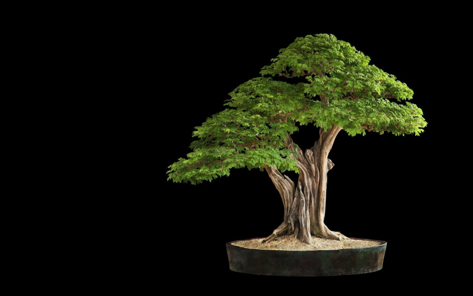 Download Bonsai Tree 3000x2000 Best Free New Images Photos Pictures Backgrounds wallpaper