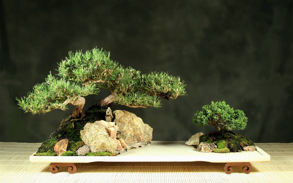Download Bonsai Tree 4K 8K Free Ultra HD Pictures Backgrounds Images wallpaper