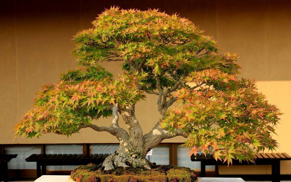 Download Bonsai Tree HD Background Images wallpaper