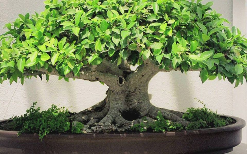 Download Bonsai Tree Hd Wallpaper For Android wallpaper