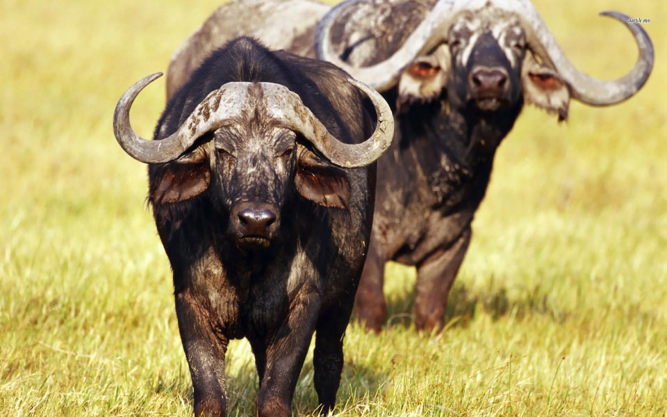 Download Buffalo Wallpaper For Phone 2560x1600 To Download For iPhone Mobile wallpaper