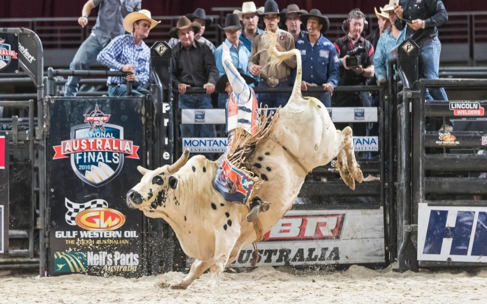 Download Bull Riding 4K 8K Free Ultra HQ iPhone Mobile PC wallpaper