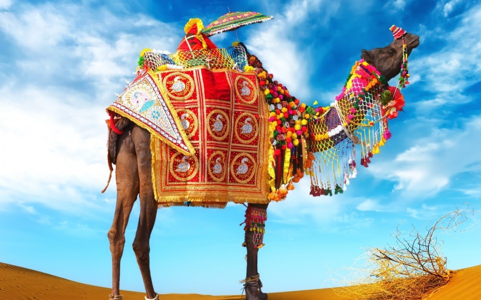 Download Camel 4K 5K 8K Backgrounds For Desktop And Mobile wallpaper