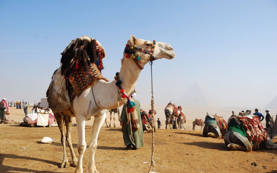Download Camel for Riding in Egypt HD 1080p Widescreen Best Live Download wallpaper
