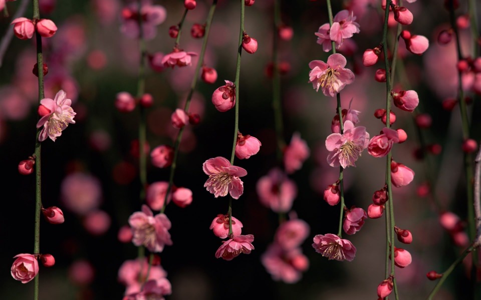 Download Cherry Blossoms Wallpaper Phone 4K HD 2020 Wallpaper - GetWalls.io