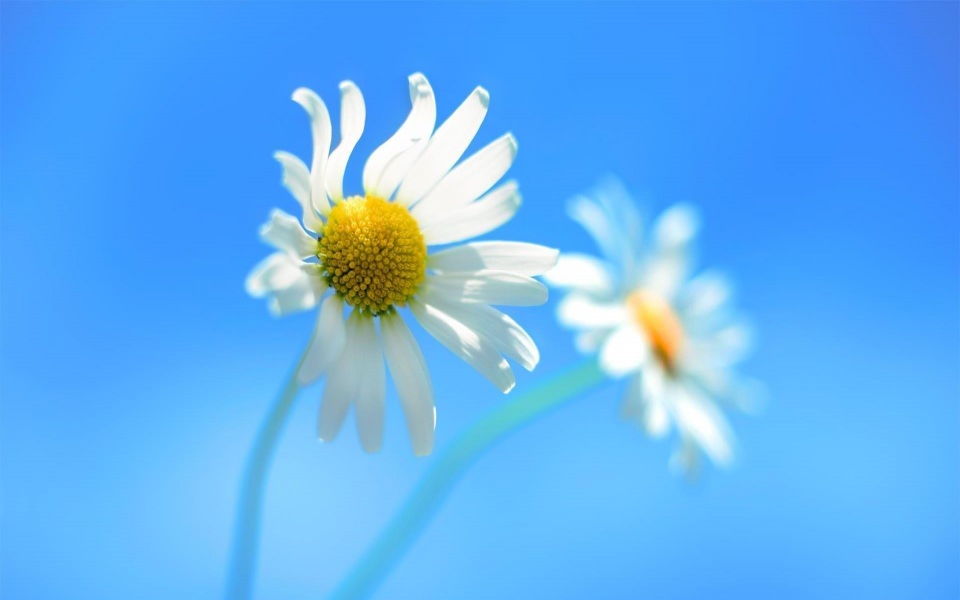 Download Daisy 1930x1200 HD Free Download For Mobile Phones wallpaper