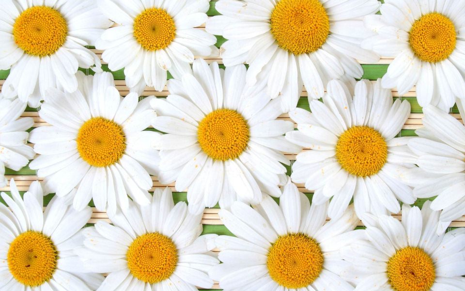 Download Daisy 4K Ultra HD Background Photos iPhone 11 wallpaper