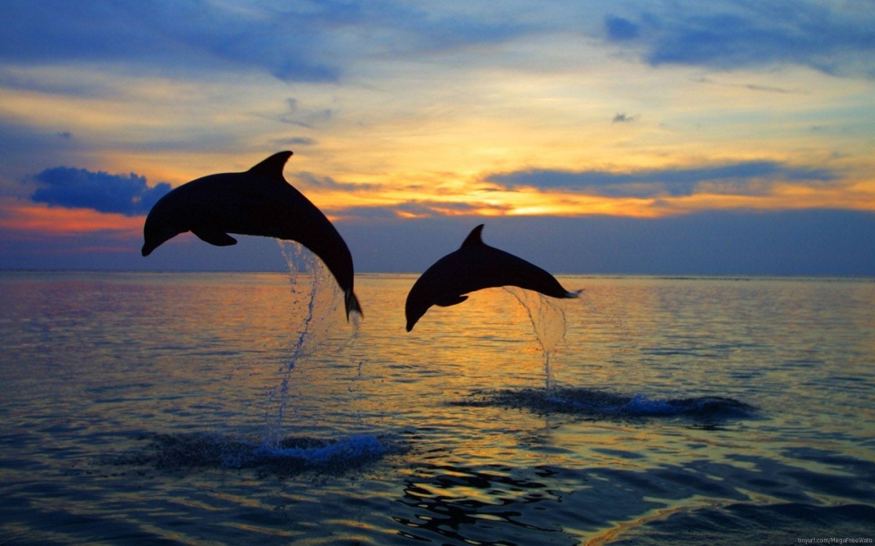 Download Dolphin Best Live Wallpapers Photos Backgrounds wallpaper