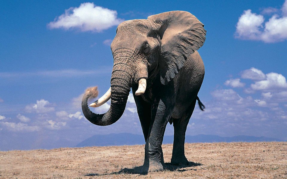 Download Elephant 4K 5K 8K Backgrounds For Desktop And Mobile wallpaper