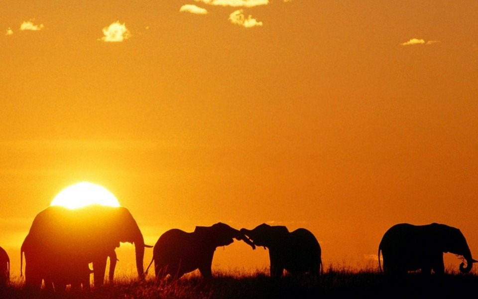 Download Elephant Best Live Wallpapers Photos Backgrounds wallpaper