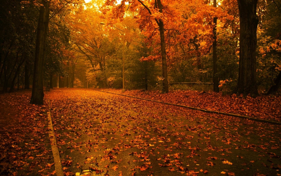 Download Fall 4K 8K Free Ultra HQ iPhone Mobile PC wallpaper