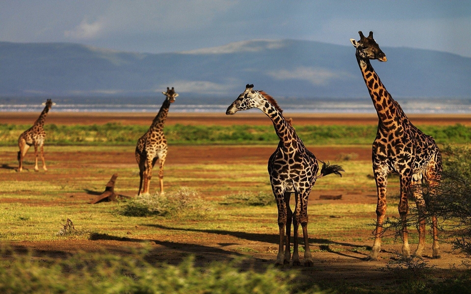 Download Giraffe Best Live Wallpapers Photos Backgrounds wallpaper