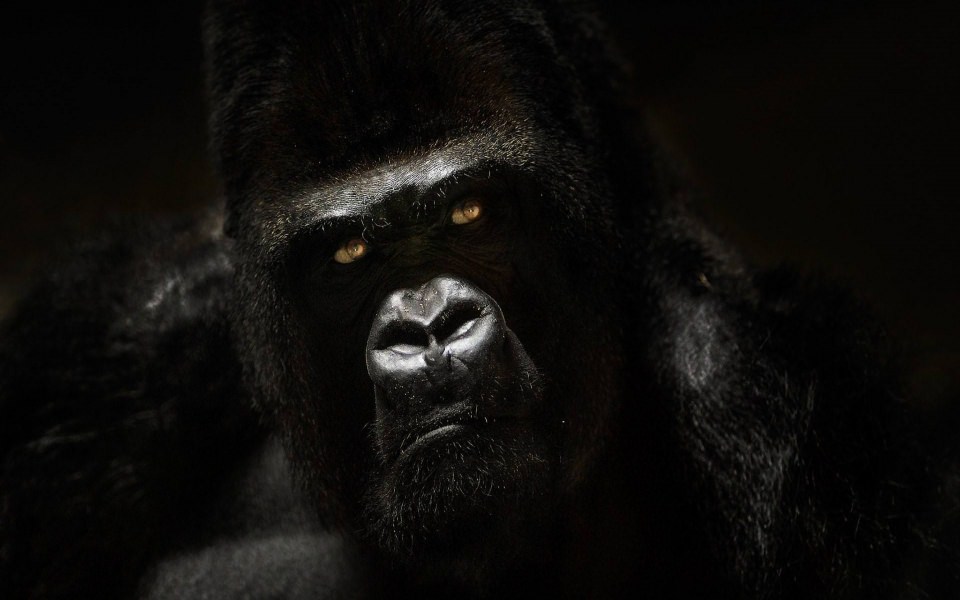 Download Gorilla 3D HD 4K wallpaper