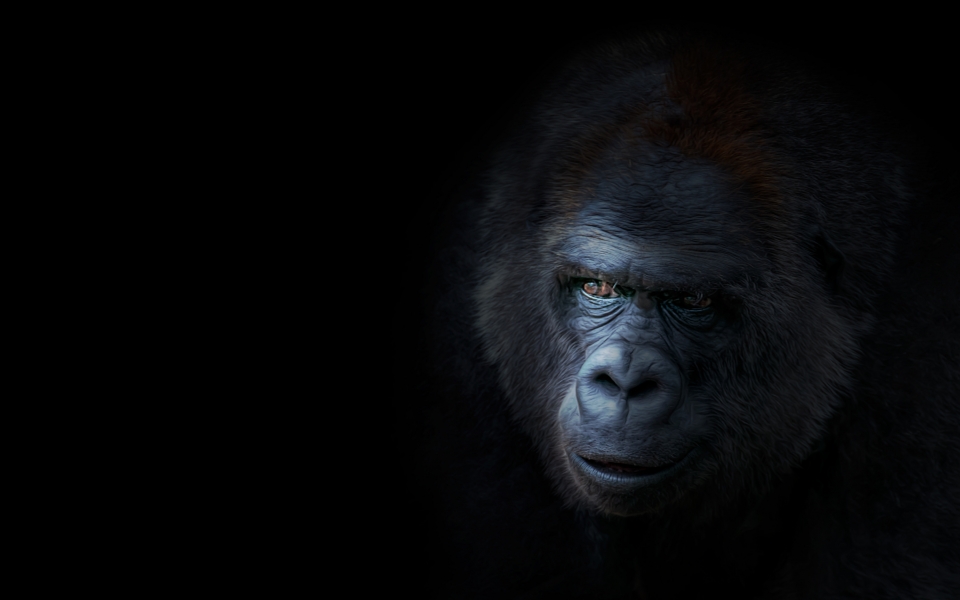 Download Gorilla 4K Ultra HD Background Photos iPhone 11 wallpaper
