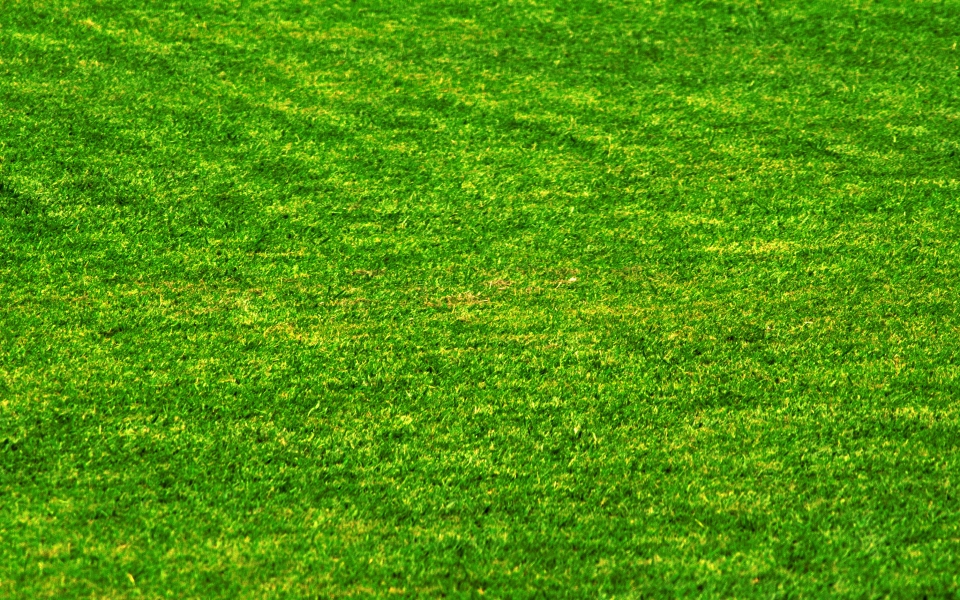 Download Grass 4K 5K 8K HD Display Pictures Backgrounds Images For WhatsApp Mobile PC wallpaper