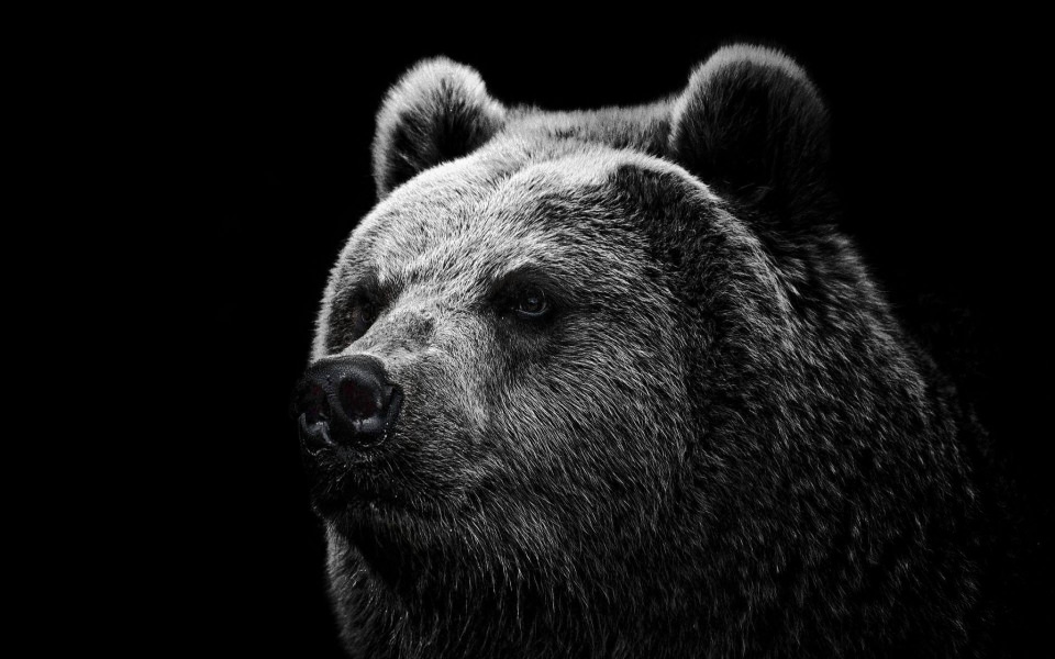 Download Grizzly Bear Backgrounds 4K 8K Free Ultra HQ iPhone Mobile PC wallpaper