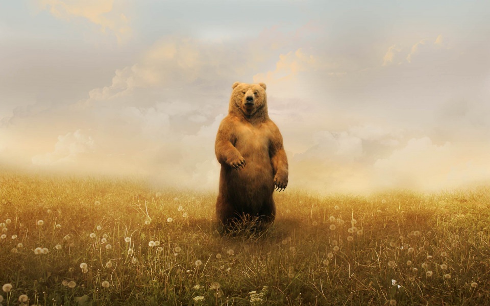Download Grizzly Bear Backgrounds Wallpaper FHD 1080p Desktop Backgrounds For PC Mac wallpaper