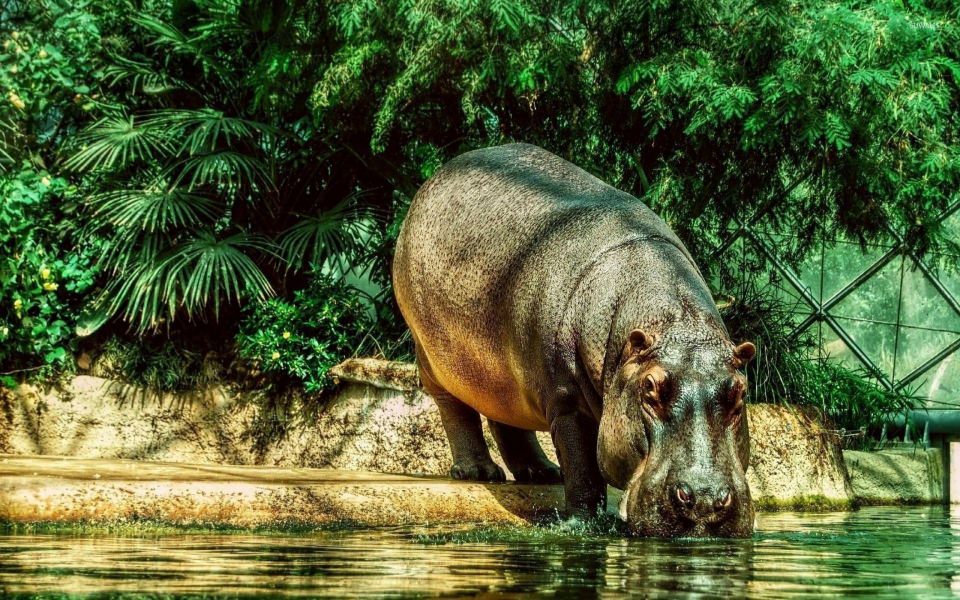 Download Hippopotamus Ultra High Quality Background Photos wallpaper
