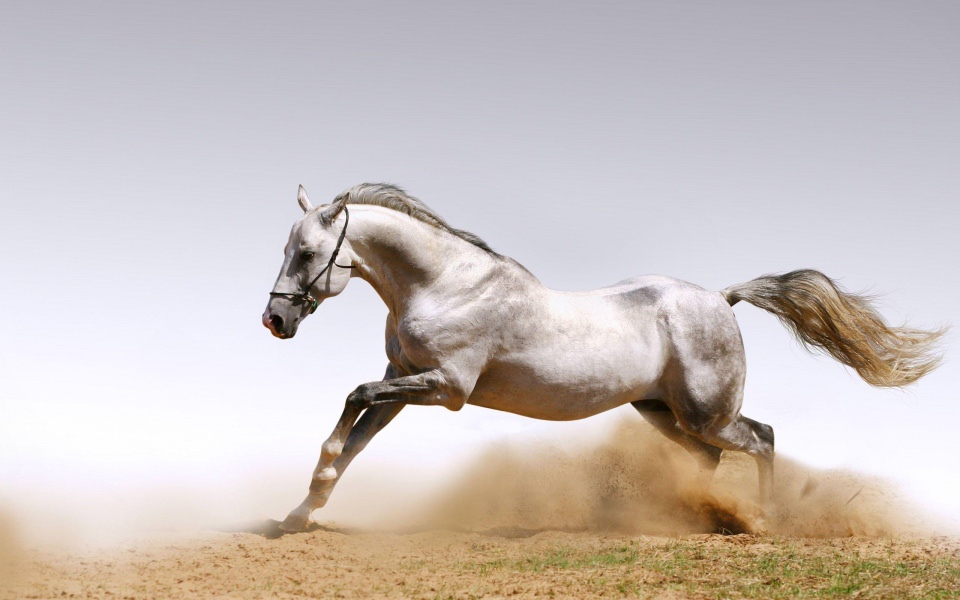 Download Horse 4K 5K 8K Backgrounds For Desktop And Mobile wallpaper