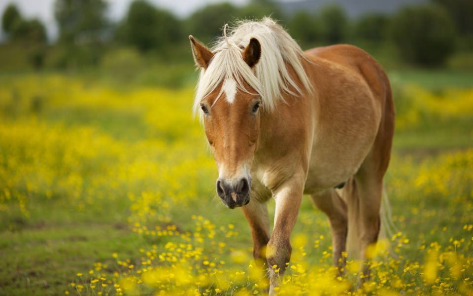 Download Horse 4K 5K 8K HD Display Pictures Backgrounds Images For