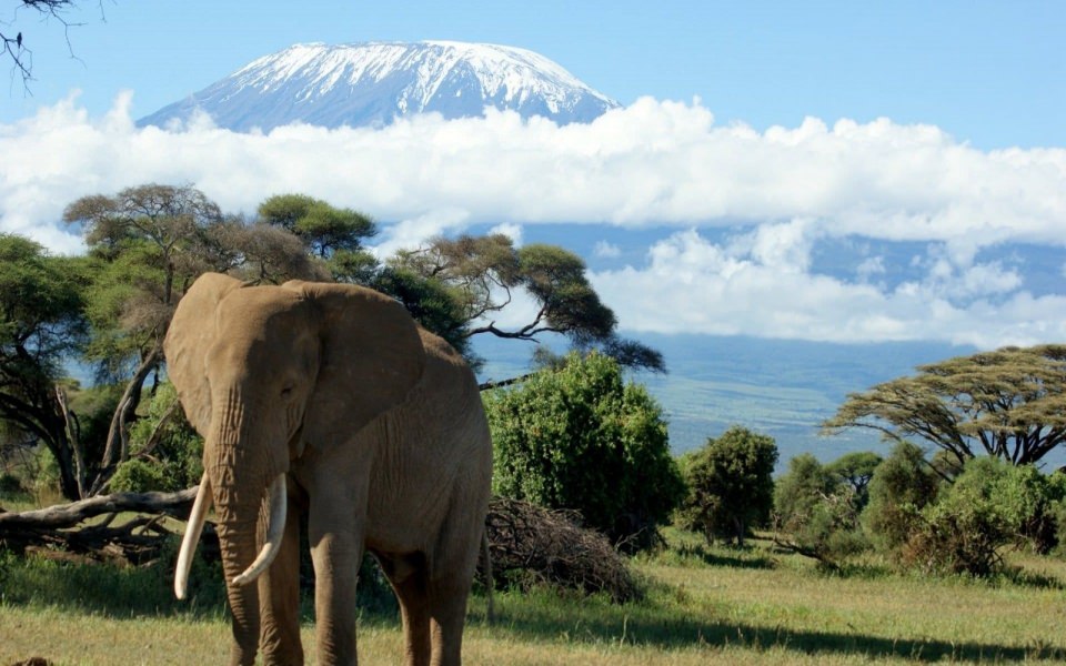 Download Kilimanjaro Free To Download Original In 4K wallpaper