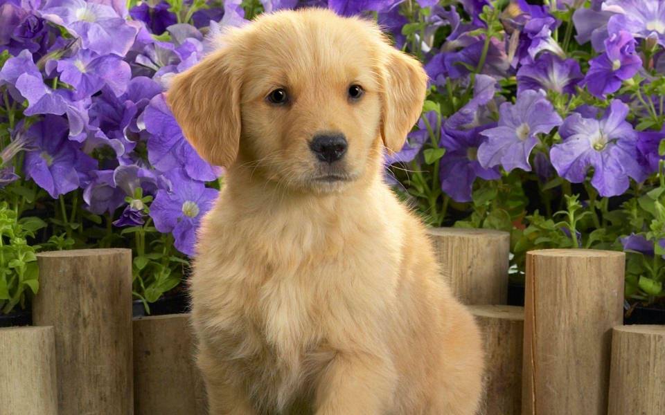 Download Labrador 4K 5K 8K HD Display Pictures Backgrounds Images For WhatsApp Mobile PC wallpaper