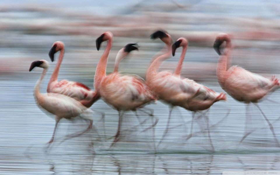 Download : Lesser Flamingos In Motion Best Free New Images wallpaper