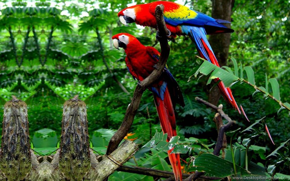 Download Macaw Parrot Bird Tropical HD Wallpaper For Mac Windows Desktop Android wallpaper