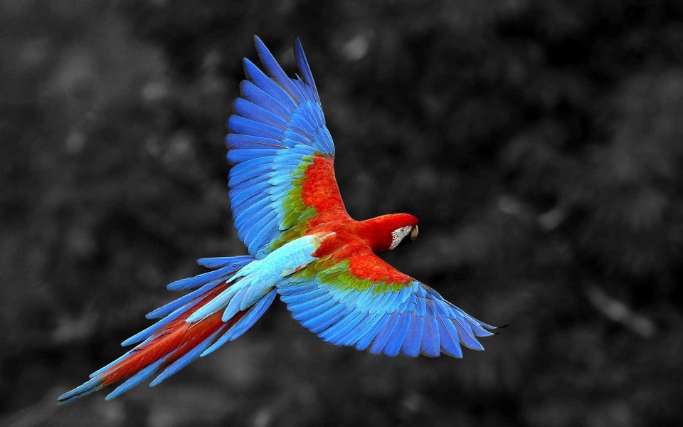 Download Macaw Wallpaper Iphone 4K 5K 8K HD Display Pictures Backgrounds Images wallpaper