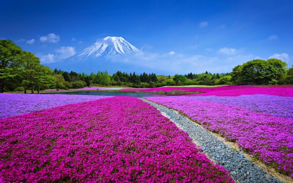 Download Mount Fuji 4K 8K HD Display Pictures Backgrounds Images wallpaper