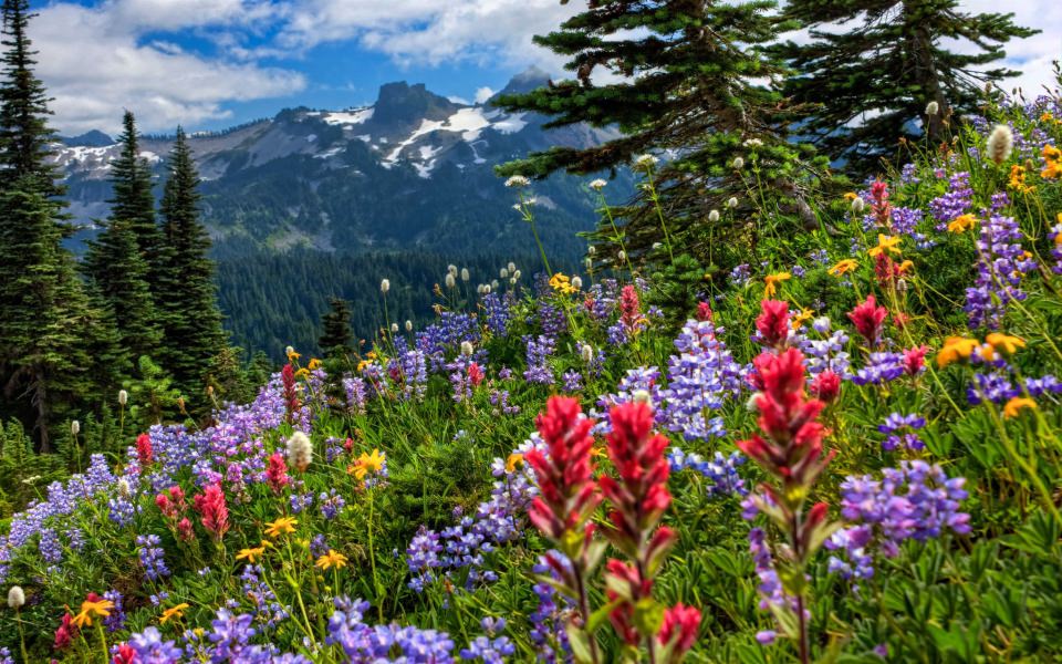 Download Mount Rainier National Park Wallpaper Photo Gallery Download wallpaper