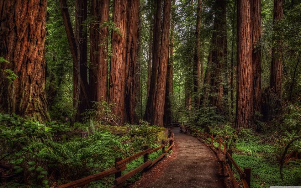 Download Muir Woods National Monument 4K 8K HD Display Pictures Backgrounds Images wallpaper