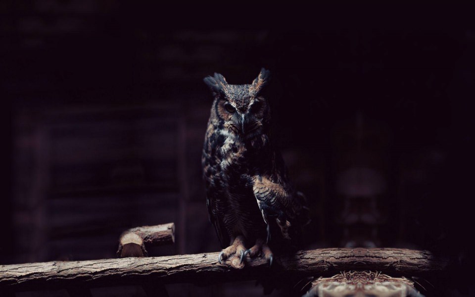 Download Owl Wallpaper FHD 1080p Desktop Backgrounds For PC Mac